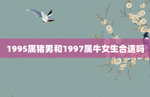 1995属猪男和1997属牛女生合适吗